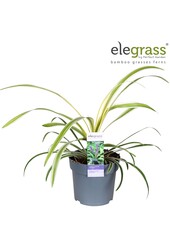 Liriope muscari Variegata P14