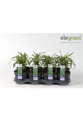 Liriope muscari Variegata P14