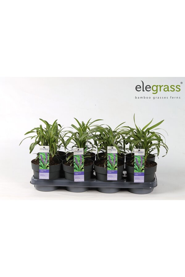 Liriope muscari Variegata P14