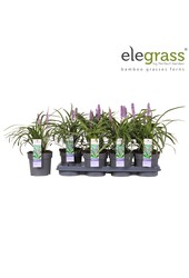 Liriope muscari Variegata P14