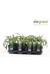 Liriope muscari Variegata P14