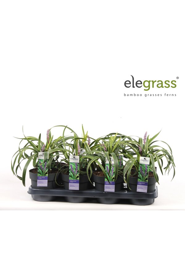 Liriope muscari Variegata P14