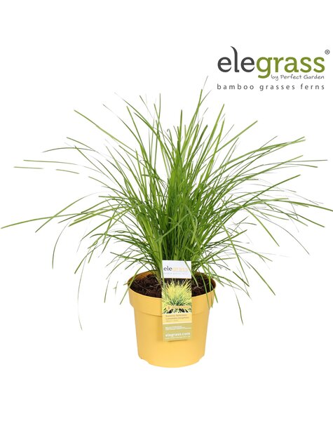 Lomandra longifolia Miners Gold P19