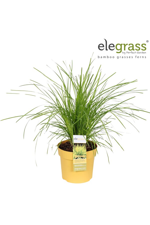 Lomandra longifolia Miners Gold P19