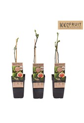 Ficus carica Brown Turkey P15