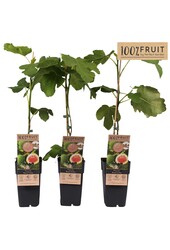 Ficus carica Brown Turkey P15