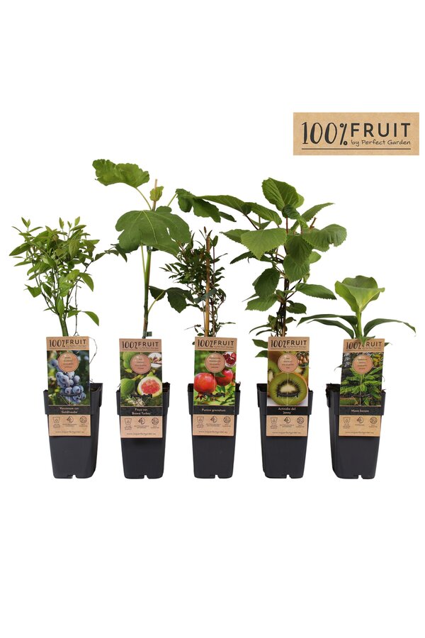 Fruit mix tray exclusief P15