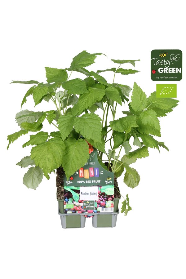 Rubus mix 6-pack bio P9