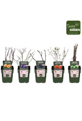 Fruit mix tray bio exclusief P13 (6x6)