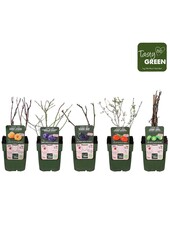 Fruit mix tray bio exclusief P13