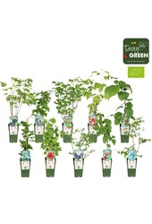 Fruit mix tray bio standaard P15