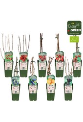 Fruit mix tray bio standaard P15