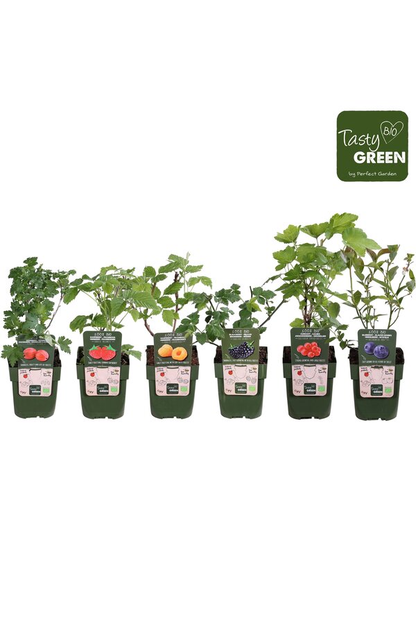 Fruit mix tray bio standaard P13