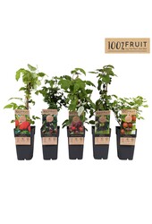 Fruit mix tray standaard P15