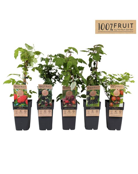 Fruit mix tray standaard P15