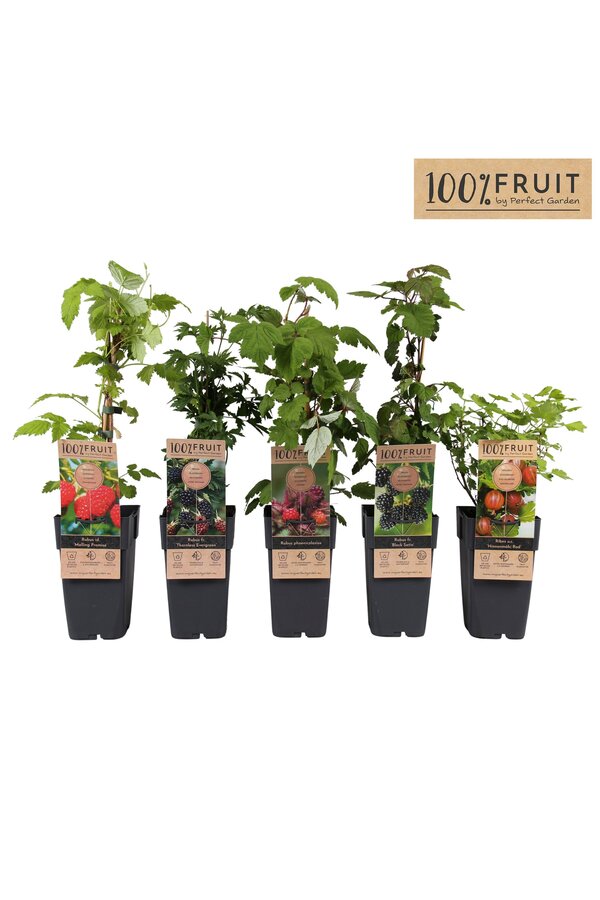 Fruit mix tray standaard P15