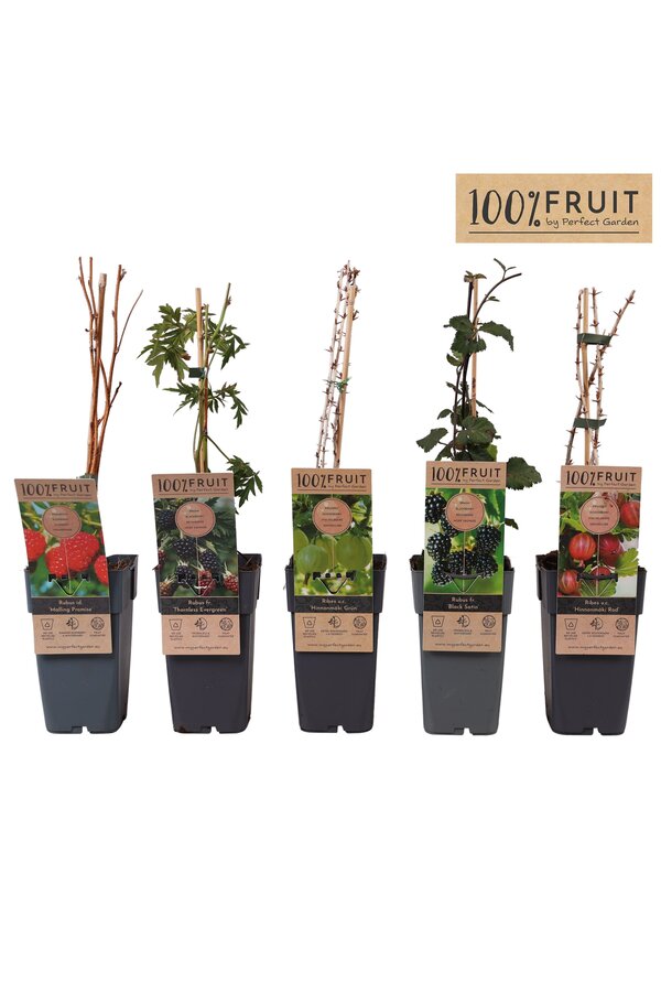 Fruit mix tray standaard P15