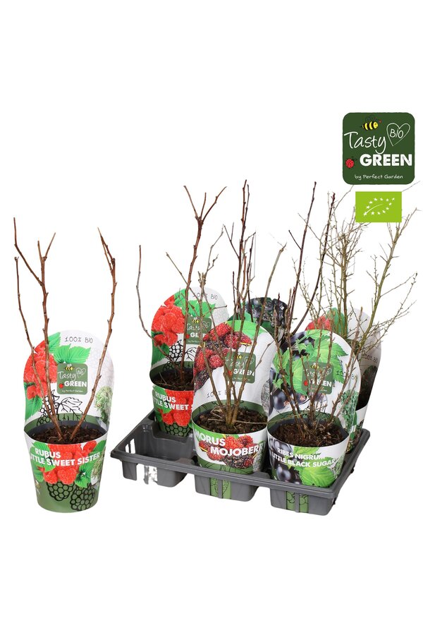 Fruit mix tray potcover Bio P14