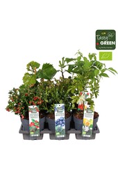 Fruit mix tray potcover Bio P14