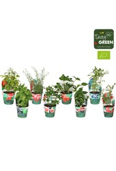 Fruit mix tray potcover Bio P14