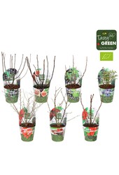 Fruit mix tray potcover Bio P14