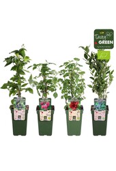 Fruit mix tray bio P19 standaard