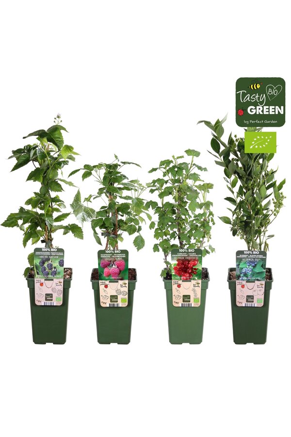 Fruit mix tray bio P19 standaard