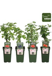 Fruit mix tray bio P19 standaard