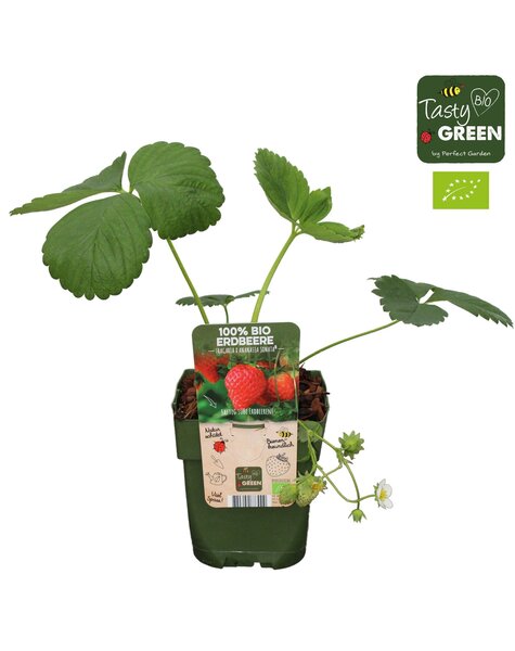 Fragaria x ananassa Sonata Bio P13