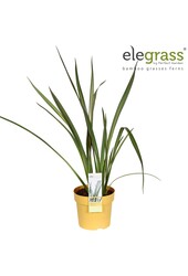 Phormium Wings of Gold P14