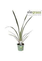 Phormium Wings of Gold P14