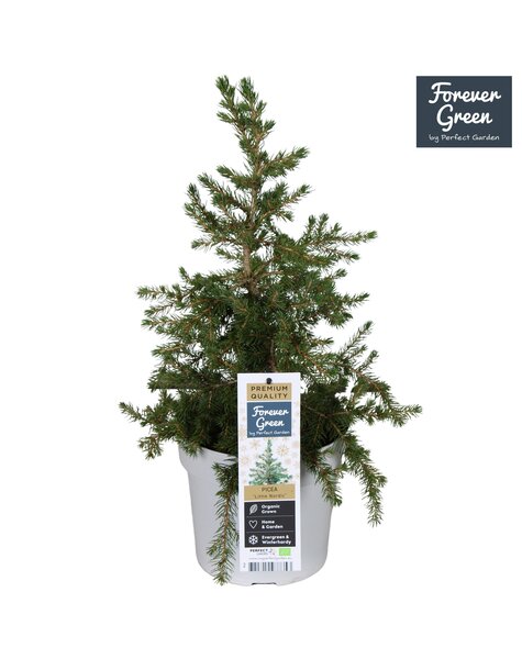 Picea glauca Little Nordic P19 Bio - (Conica familie)