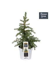 Picea glauca Little Nordic P19 Bio - (Conica familie)