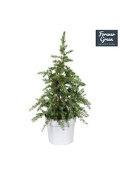 Picea glauca Little Nordic P19 Bio - (Conica familie)