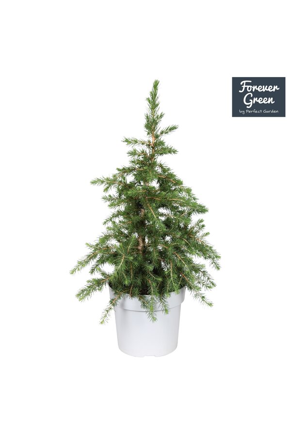Picea glauca Little Nordic P19 Bio - (Conica familie)