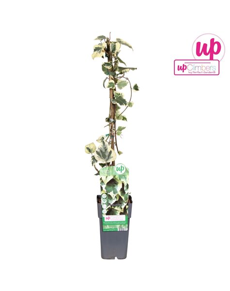 Hedera colchica Dentata Variegata P15