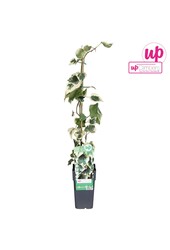 Hedera colchica Dentata Variegata P15