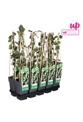 Hedera colchica Dentata Variegata P15