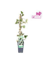 Hedera colchica Dentata Variegata P15