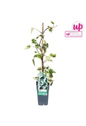 Hedera colchica Dentata Variegata P15