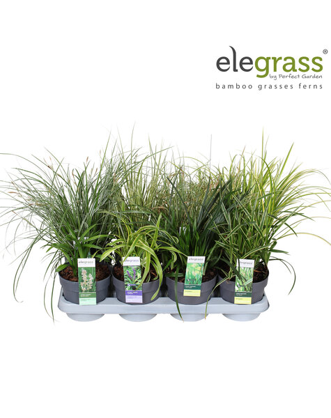 Grassen mix tray - Elegrass Hardy and Evergreen P14