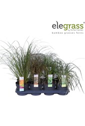 Grassen mix tray - Elegrass Hardy and Evergreen P14