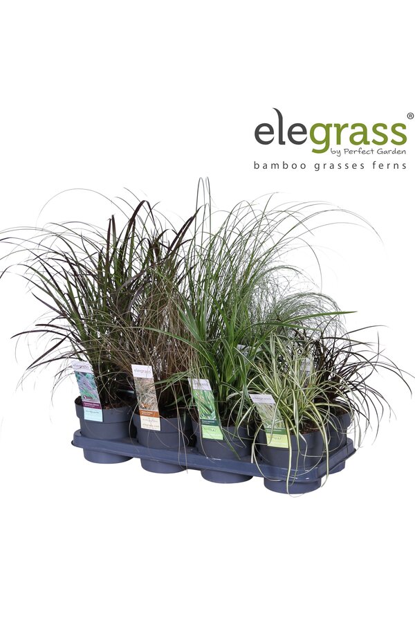 Grassen mix tray - Elegrass Hardy and Evergreen P14