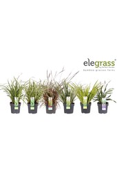 Grassen mix tray - Elegrass Hardy and Evergreen P14