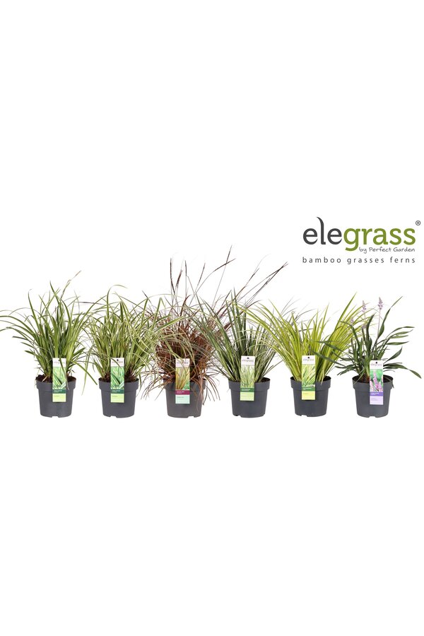 Grassen mix tray - Elegrass Hardy and Evergreen P14