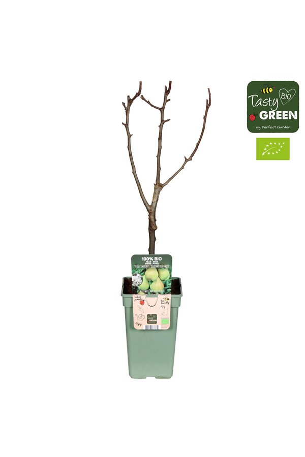 Pyrus communis Doyenne du Comice Bio P19