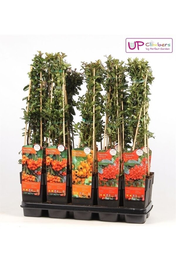 Pyracantha mix tray P15