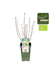 Ribes uva-crispa Crispa® Goldling® Bio P19