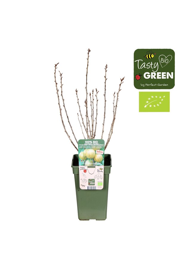 Ribes uva-crispa Crispa® Goldling® Bio P19