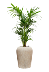 Kentia in Mineral pot